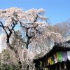 京都着物レンタル花かんざし　醍醐寺