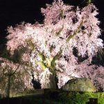 京都着物レンタル花かんざし　京都の桜