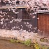 京都着物レンタル花かんざし　祇園の桜