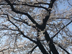 京都着物レンタル花かんざし　京都の桜