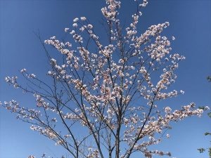 京都着物レンタル花かんざし　京都の桜