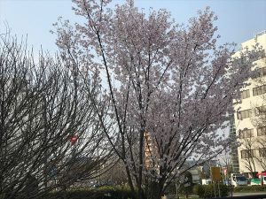 京都着物レンタル花かんざし　お花見