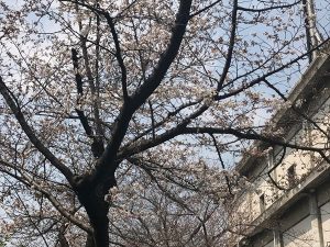 それでは今日も素敵な一日をお過ごしくださいませ 京都の玄関口「京都駅」からひと駅。着物に必要な物が全てそろって3000円からのお手軽プライス 京都着物レンタル　花かんざし