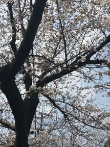 それでは今日も素敵な一日をお過ごしくださいませ 京都の玄関口「京都駅」からひと駅。着物に必要な物が全てそろって3000円からのお手軽プライス 京都着物レンタル　花かんざし