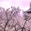 京都着物レンタル花かんざし　仁和寺