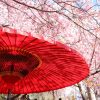 京都着物レンタル花かんざし　お花見