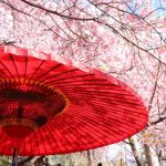 京都着物レンタル花かんざし　お花見