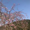 京都着物レンタル花かんざし　京都大原の桜