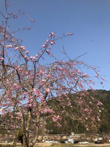 京都着物レンタル花かんざし　京都大原の桜