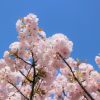 京都着物レンタル花かんざし　桜