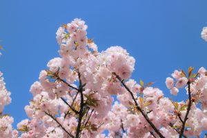 京都着物レンタル花かんざし　桜