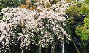 京都着物レンタル花かんざし　下鴨神社の桜