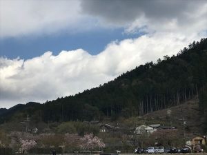 京都着物レンタル花かんざし　大原の桜