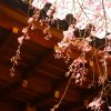 京都着物レンタル花かんざし　大原の桜