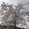 京都着物レンタル花かんざし　大原の桜