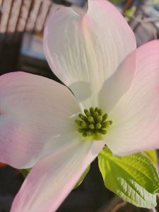 京都着物レンタル花かんざし　花水木