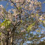 京都着物レンタル花かんざし　大原の桜