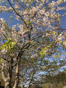 京都着物レンタル花かんざし　大原の桜