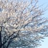 京都着物レンタル花かんざし　京都大原の桜