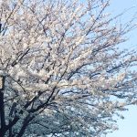 京都着物レンタル花かんざし　京都大原の桜