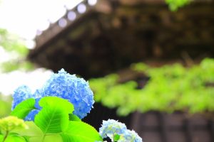 京都着物レンタル花かんざし　雨の京都
