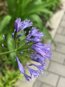 京都着物レンタル花かんざし　六月の花
