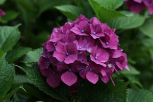 京都着物レンタル花かんざし　紫陽花