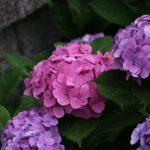 京都着物レンタル花かんざし　紫陽花