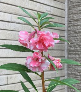 京都着物レンタル花かんざし　鳳仙花