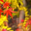 京都着物レンタル花かんざし　秋の京都