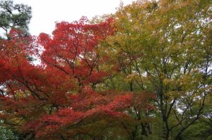 京都着物レンタル花かんざし　東福寺