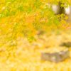 京都着物レンタル花かんざし　京都の紅葉