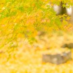 京都着物レンタル花かんざし　京都の紅葉