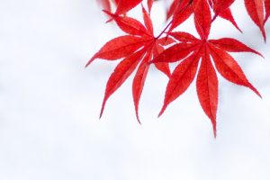 京都着物レンタル花かんざし　京都の紅葉