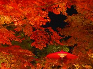 京都着物レンタル花かんざし　秋の京都