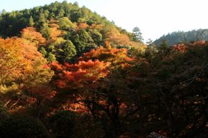 京都着物レンタル花かんざし　秋の京都