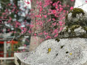 京都着物レンタル花かんざし　　梅苑