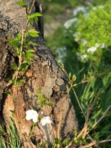 京都着物レンタル花かんざし　桜　白川疎水