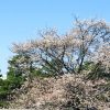 京都着物レンタル花かんざし　桜　岡崎