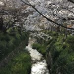 京都着物レンタル花かんざし　桜　白川疎水