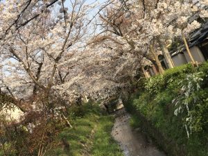 京都着物レンタル花かんざし　桜　白川疎水