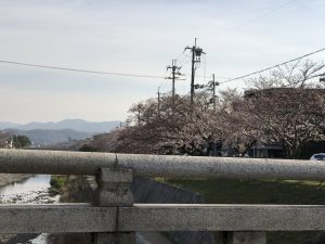 京都着物レンタル花かんざし　桜