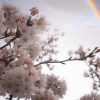 京都着物レンタル花かんざし　虹