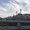 京都着物レンタル花かんざし　桜並木