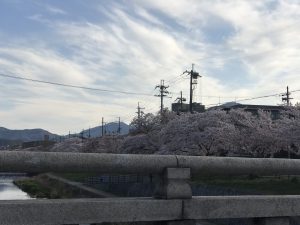 京都着物レンタル花かんざし　桜並木