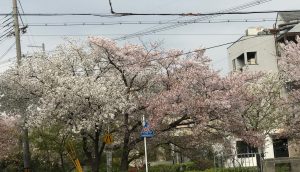 京都着物レンタル花かんざし　白川疎水