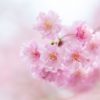 京都着物レンタル花かんざし　桜