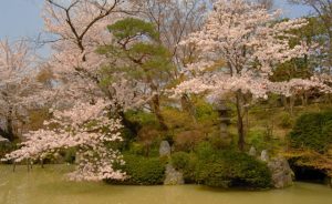 京都着物レンタル花かんざし　桜