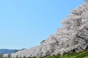 京都着物レンタル花かんざし　桜