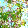 京都着物レンタル花かんざし　葉桜